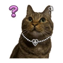 [LINEスタンプ] Cutie Cats♡୨ৎ❀⋆⁺.˚ ⊹