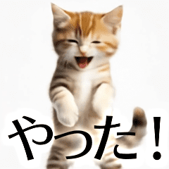 [LINEスタンプ] とにかく動く猫【日常/あいさつ】