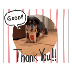 [LINEスタンプ] ラッキー（犬）くんの動くスタンプ