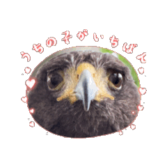 [LINEスタンプ] 鷹の華蓮