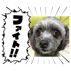 [LINEスタンプ] ブーちゃんスタンプ7