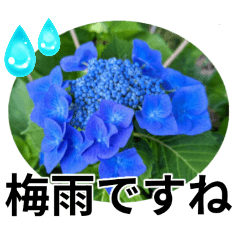 [LINEスタンプ] 花の写真のラインスタンプ3