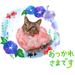 [LINEスタンプ] 猫あつまる