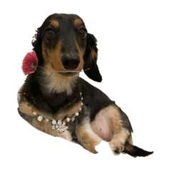 [LINEスタンプ] のちこスタンプ