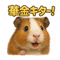 [LINEスタンプ] 週末だ！モルモットのご褒美ラインスタンプ