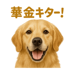 [LINEスタンプ] 週末だ！ゴールデンレトリバーのご褒美