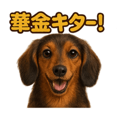 [LINEスタンプ] 週末だ！ミニチュアダックスフンドのご褒美