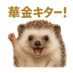 [LINEスタンプ] 週末だ！ハリネズミのご褒美ラインスタンプ