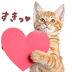 [LINEスタンプ] にゃんとも！好きしか勝たん！ハート子猫