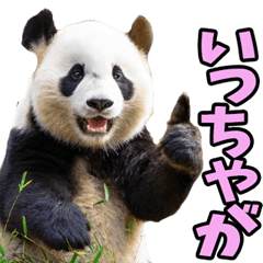 [LINEスタンプ] 宮崎弁☆パンダ