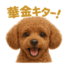 [LINEスタンプ] 週末だ！トイプードルのご褒美スタンプ