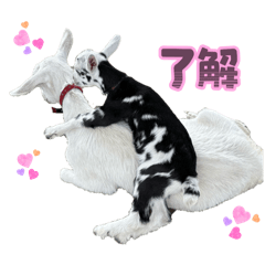 [LINEスタンプ] 白雪＆あられ