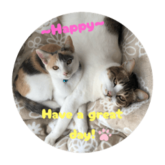 [LINEスタンプ] ウチの猫、空＆詩で作ったスタンプです‼️