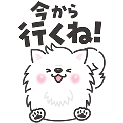 [LINEスタンプ] 白くてふわふわのわんこ（待ち合わせ）