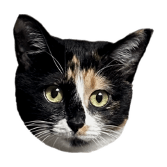 [LINEスタンプ] くろみけみずな