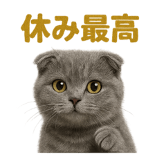 [LINEスタンプ] 週末だ！スコティッシュホールド猫のご褒美