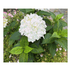 [LINEスタンプ] 春と初夏の花と癒し