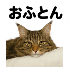 [LINEスタンプ] 癒し系メインクーンの眠いラインスタンプ