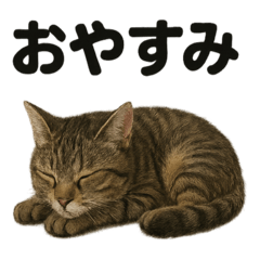 [LINEスタンプ] 癒し系キジトラ猫の眠いラインスタンプ