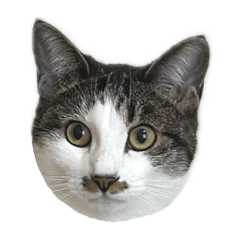 [LINEスタンプ] きじしろしらす