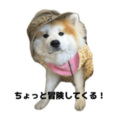 [LINEスタンプ] ケアリーの秋田犬ブラザーズ