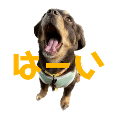[LINEスタンプ] anera 2.0