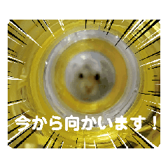 [LINEスタンプ] 動く！ムギスタンプ