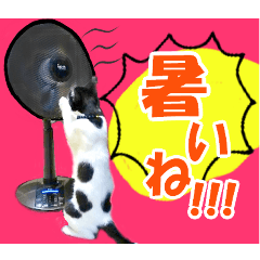 [LINEスタンプ] ヤングミツ夫の日常会話（夏バージョン)