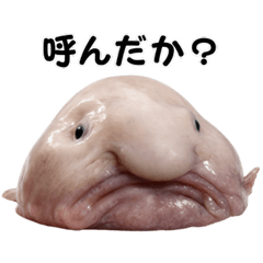 [LINEスタンプ] ブロブフィッシュ希少種