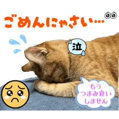 [LINEスタンプ] 20ニャンズの日常