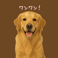 [LINEスタンプ] いつでもゴールデン・レトリバー