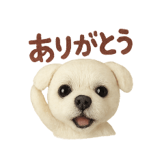 [LINEスタンプ] パープル一家のマルチーズ