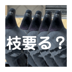 [LINEスタンプ] はとむかつく2
