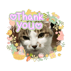 [LINEスタンプ] ねこのボンちゃん・あいさつまとめ