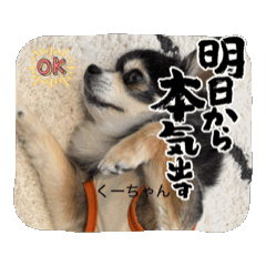 [LINEスタンプ] チワワーズのスタンプ