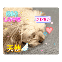 [LINEスタンプ] Hakuスタンプ♡
