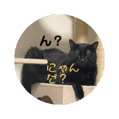 [LINEスタンプ] 動くねこ 日常スタンプ おもしろ かわいい
