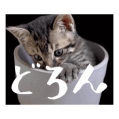 [LINEスタンプ] くぅちゃんの動くスタンプ
