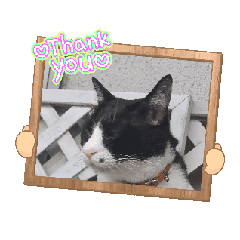 [LINEスタンプ] ハチワレハチコの動くやつ