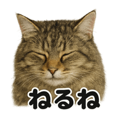 [LINEスタンプ] 眠いノルウェージャンフォレストキャット