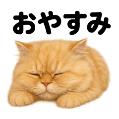 [LINEスタンプ] とにかく眠いペルシャ猫スタンプ