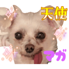 [LINEスタンプ] マガくんお誕生日記念スタンプ