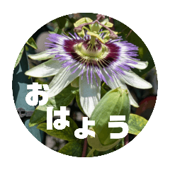 [LINEスタンプ] kyoko187 おはよう