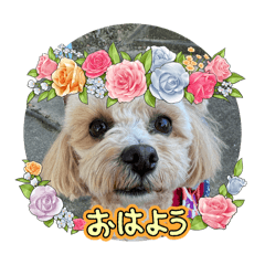 [LINEスタンプ] アンリィの日常