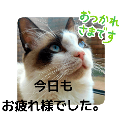 [LINEスタンプ] 敬語しろくん❤