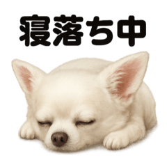 [LINEスタンプ] とにかく眠いチワワのラインスタンプ