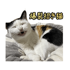 [LINEスタンプ] 爆裂招き猫 とくたそ