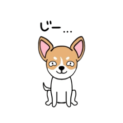[LINEスタンプ] おすわりワンワン！スムースチワワたん！