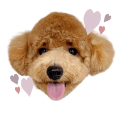 [LINEスタンプ] まるぷーのくぅちゃん⋈