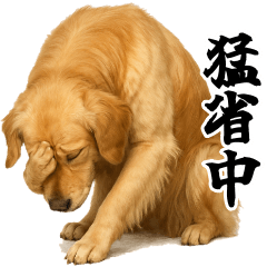 [LINEスタンプ] ゴールデンレトリバー☆リアクション！